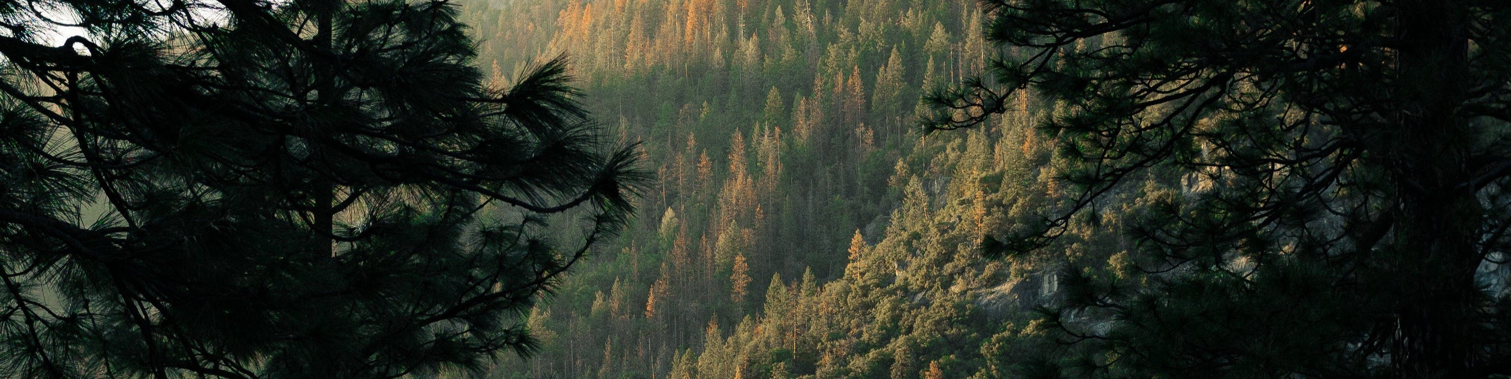 Website hero banner: Forest view with trees in the foreground and a dense forest in the background